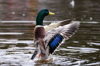 Mallard 庄和総合公園 Thu, 10/29/2015