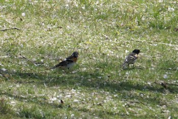 Brambling 希望ヶ丘文化公園 Fri, 4/13/2018