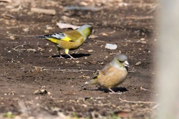 Oriental Greenfinch(kawarahiba) Hikarigaoka Park Thu, 1/20/2022