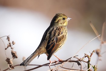 アオジ 秋ヶ瀬公園 2023年2月11日(土)