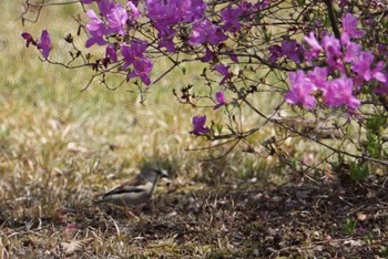 Fri, 4/13/2018 Birding report at 希望ヶ丘文化公園