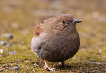 Japanese Accentor Hayatogawa Forest Road Wed, 2/15/2023