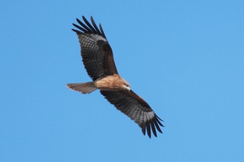 トビ 秋ヶ瀬公園 2023年2月11日(土)