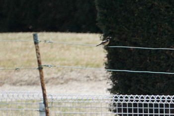 Amur Stonechat 希望ヶ丘文化公園 Fri, 4/13/2018