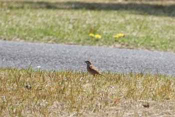 Meadow Bunting 希望ヶ丘文化公園 Fri, 4/13/2018