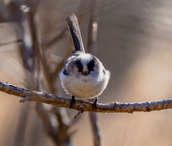 エナガ 秋ヶ瀬公園(野鳥の森) 2022年2月23日(水)