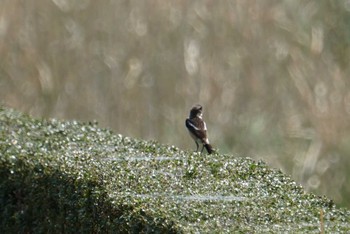 Amur Stonechat 希望ヶ丘文化公園 Fri, 4/13/2018