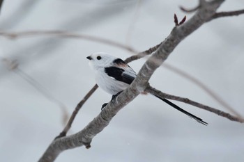 Long-tailed tit(japonicus) 大沼公園(北海道七飯町) Tue, 2/14/2023