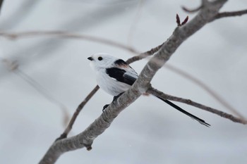 シマエナガ 大沼公園(北海道七飯町) 2023年2月14日(火)