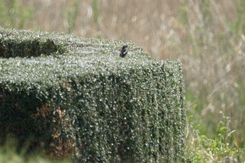 Amur Stonechat 希望ヶ丘文化公園 Fri, 4/13/2018