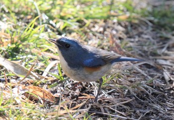 ルリビタキ 北本自然観察公園 2023年2月16日(木)