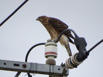 Eurasian Goshawk 流山市新川耕地 Sat, 9/12/2020