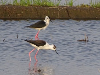 Black-winged Stilt 流山市新川耕地 Thu, 4/16/2020