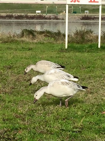 Snow Goose 東京都北千住荒川 Tue, 11/24/2015