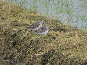 Wood Sandpiper 流山市新川耕地 Sun, 4/24/2022