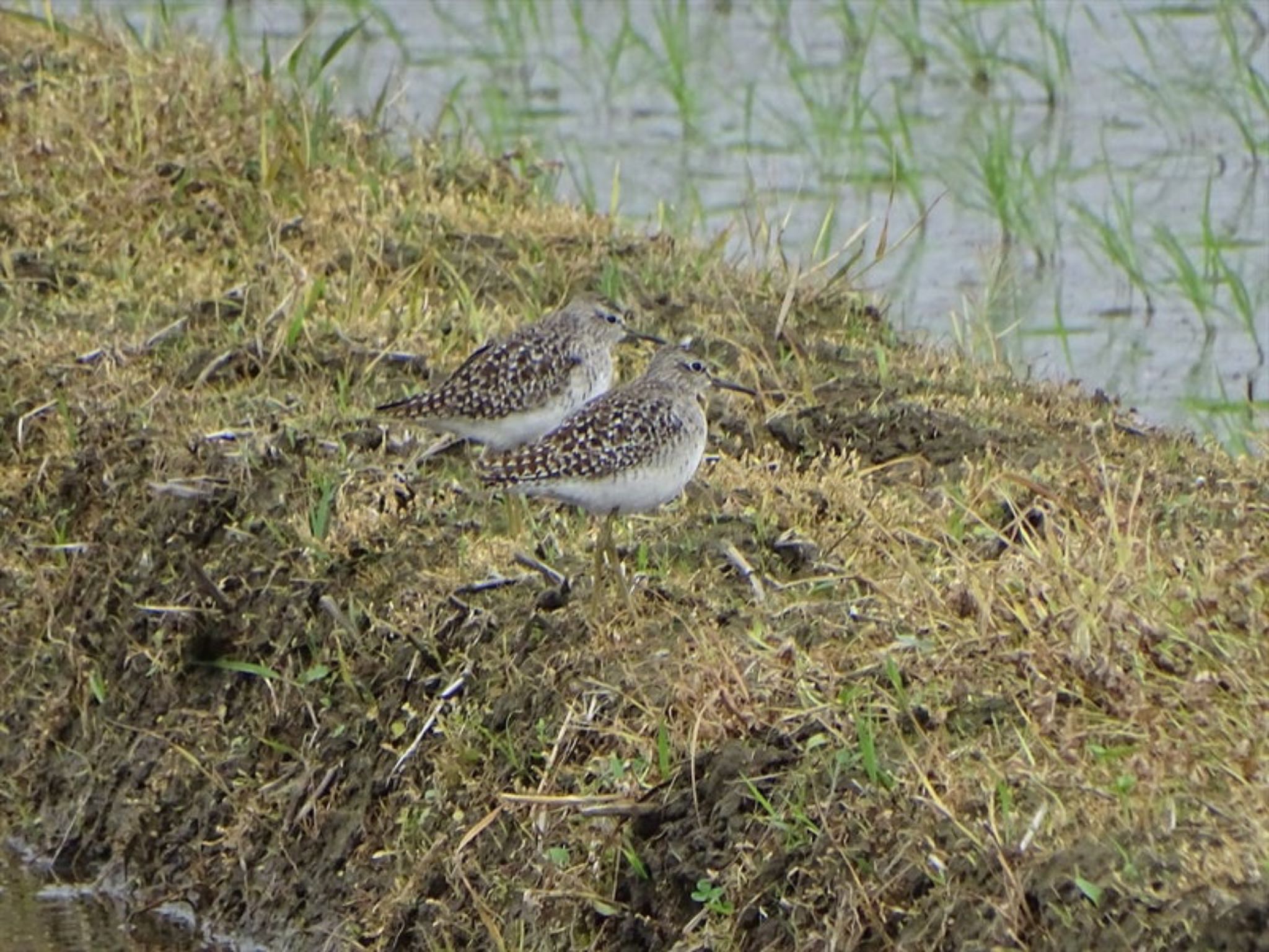 Photo of Wood Sandpiper at 流山市新川耕地 by gull 