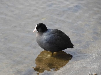 Wed, 2/8/2023 Birding report at Teganuma