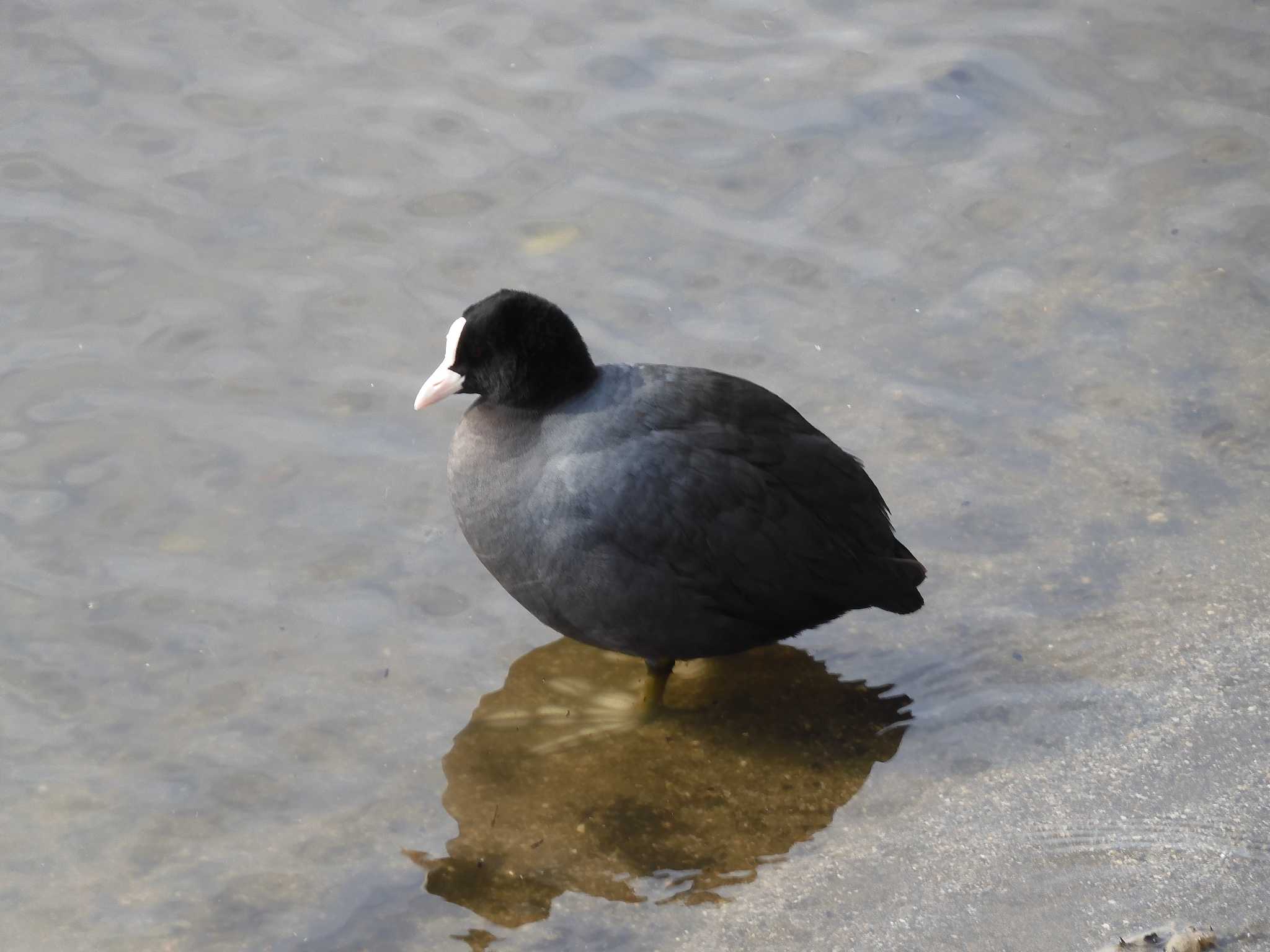 Photo of Eurasian Coot at Teganuma by ひよひよ