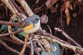 2023年2月16日(木) こども自然公園 (大池公園/横浜市)の野鳥観察記録