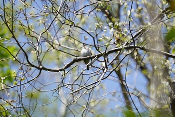 Asian Brown Flycatcher 希望ヶ丘文化公園 Fri, 4/13/2018