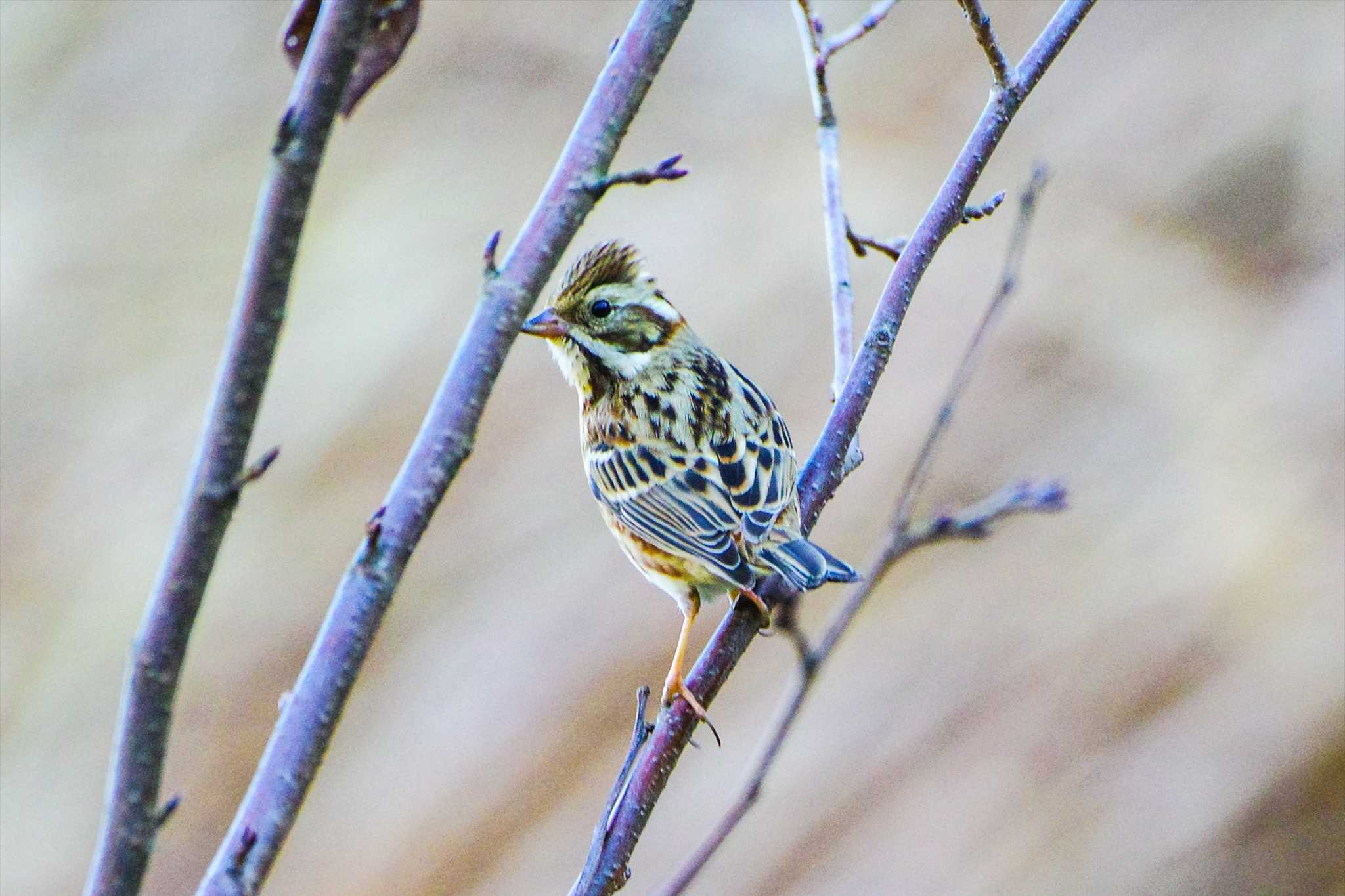 Rustic Bunting