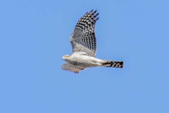 Eurasian Sparrowhawk 宮城県仙台市 Thu, 2/16/2023