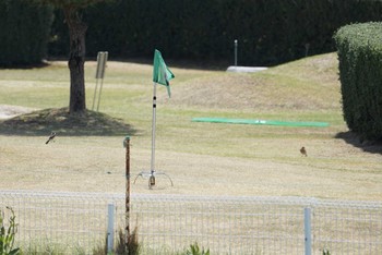 ノビタキ 希望ヶ丘文化公園 2018年4月13日(金)