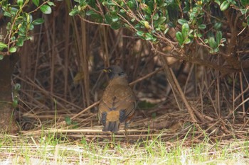 オオアカハラ 葛西臨海公園 2023年2月3日(金)