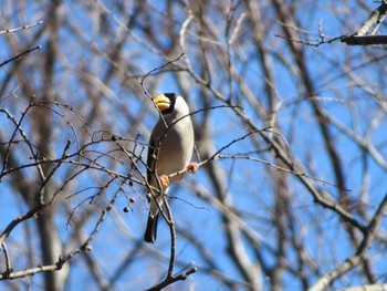 Japanese Grosbeak Unknown Spots Thu, 2/16/2023