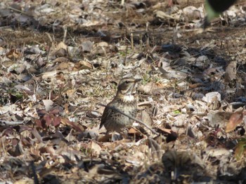 Dusky Thrush Unknown Spots Thu, 2/16/2023