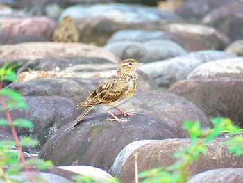 ヒバリ 狭山湖堤防 2022年8月25日(木)