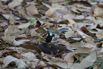 Fri, 4/20/2018 Birding report at Osaka castle park