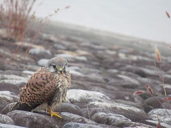 Common Kestrel 狭山湖堤防 Sun, 10/31/2021