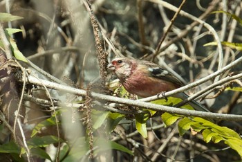 Common Rosefinch Hayatogawa Forest Road Sun, 2/12/2023