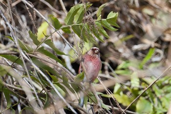 Common Rosefinch Hayatogawa Forest Road Sun, 2/12/2023