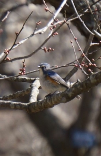 Red-flanked Bluetail Mt. Tsukuba Wed, 2/15/2023