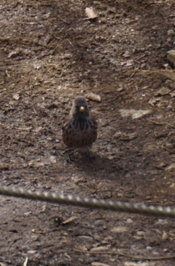 Asian Rosy Finch Mt. Tsukuba Wed, 2/15/2023