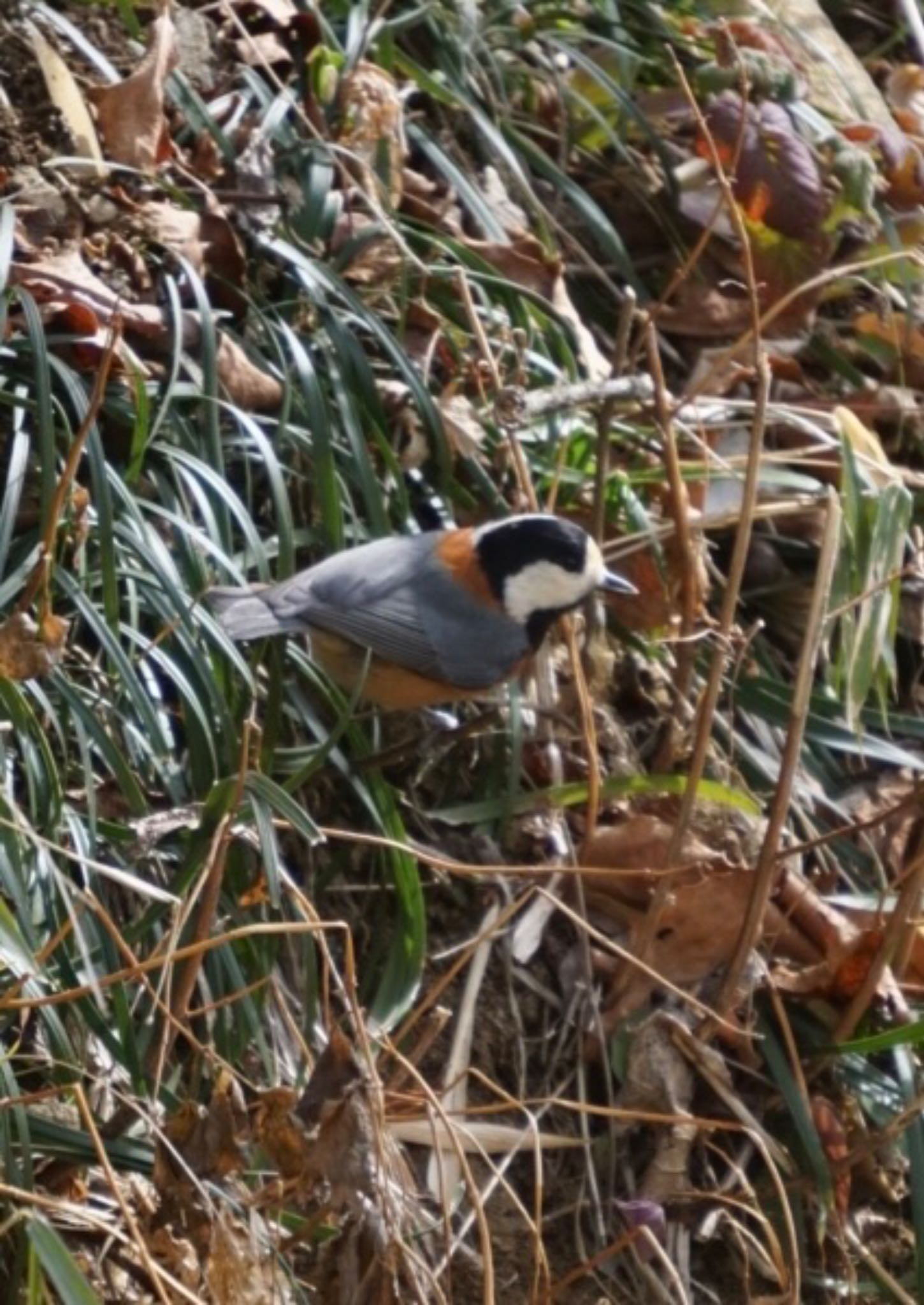 Photo of Varied Tit at Mt. Tsukuba by ぱ〜る