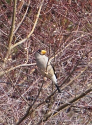 Japanese Grosbeak Mt. Tsukuba Wed, 2/15/2023