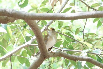 シロハラ 大阪城公園 2018年4月20日(金)