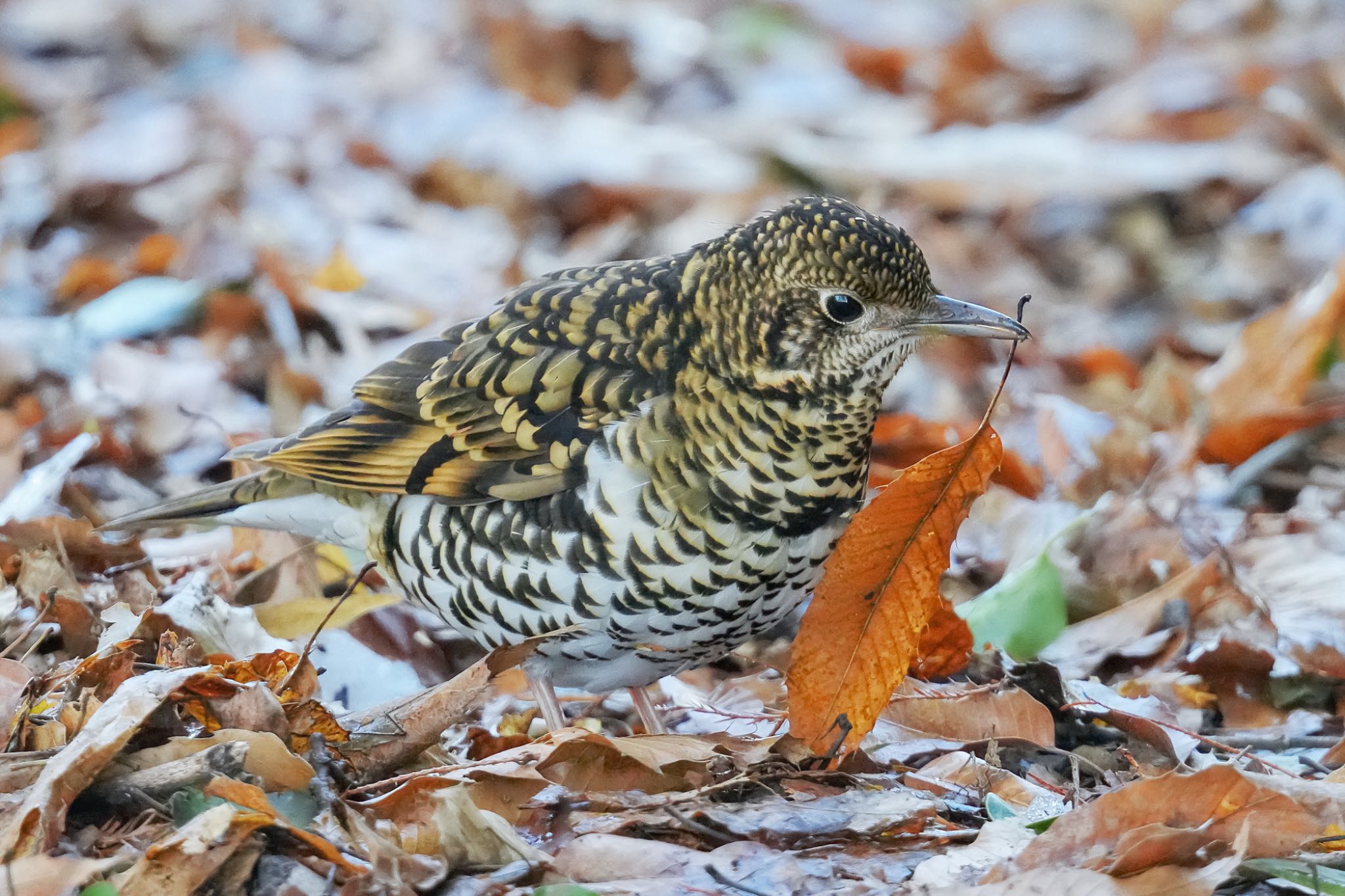 White's Thrush