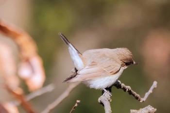 ニシオジロビタキ まつぶし緑の丘公園 2023年2月4日(土)