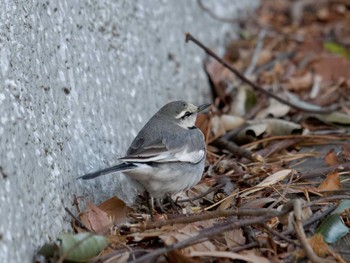 Thu, 2/16/2023 Birding report at 横浜市立金沢自然公園