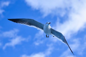 ウミネコ 浄土ヶ浜 2012年1月3日(火)