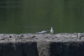 Little Tern 神奈川県 Sun, 4/22/2018