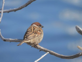 スズメ 銚子漁港 2023年2月16日(木)