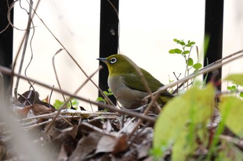 2023年2月16日(木) 寝屋川公園の野鳥観察記録