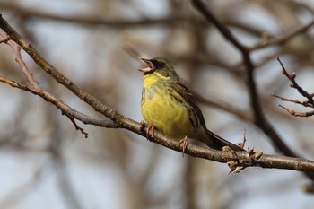 Masked Bunting 北海道 函館市 東山 Mon, 4/23/2018