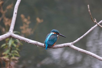 カワセミ 寝屋川公園 2023年2月16日(木)