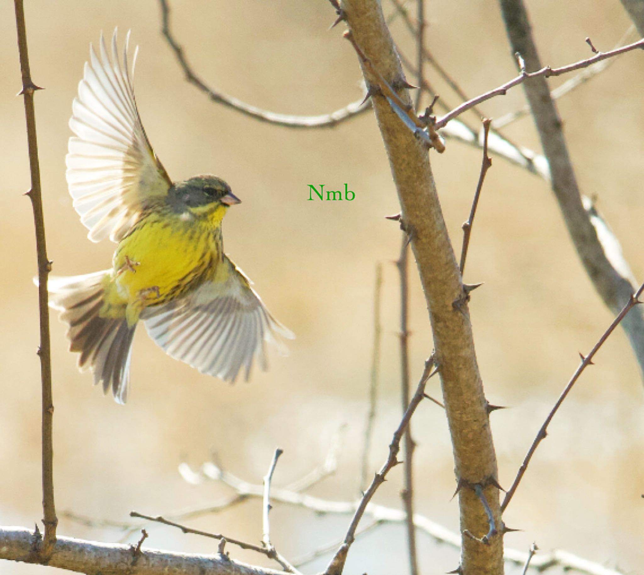 Photo of Masked Bunting at  by soul.number.358